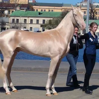 giống ngựa quý Akhal-Teke