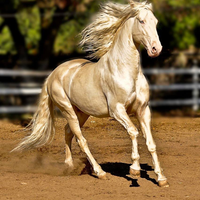 giống ngựa quý Akhal-Teke