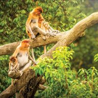 Check-in Sabah đẹp “hút hồn” tại thiên đường nhiệt đới Malaysia