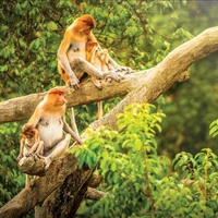 Check-in Sabah đẹp “hút hồn” tại thiên đường nhiệt đới Malaysia
