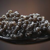 Trứng cá muối Caviar