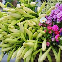 Hoa loa kèn - Món quà tháng Tư của Hà Nội