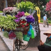 Hoa loa kèn - Món quà tháng Tư của Hà Nội