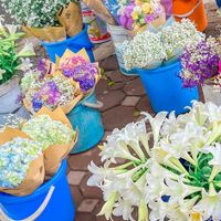 Hoa loa kèn - Món quà tháng Tư của Hà Nội