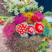 Hoa loa kèn - Món quà tháng Tư của Hà Nội