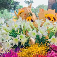 Hoa loa kèn - Món quà tháng Tư của Hà Nội