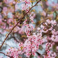 Hoa mai anh đào Đà Lạt