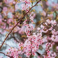 Hoa mai anh đào Đà Lạt