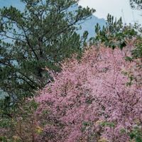 Hoa mai anh đào Đà Lạt
