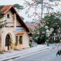 Hoa mai anh đào Đà Lạt