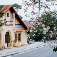 Hoa mai anh đào Đà Lạt