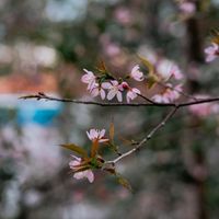 Hoa mai anh đào Đà Lạt