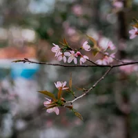 Hoa mai anh đào Đà Lạt
