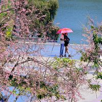 Hoa mai anh đào Đà Lạt