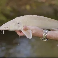 Trứng cá tầm bạch tạng