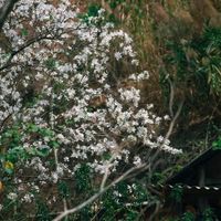 Du lich miền bắc