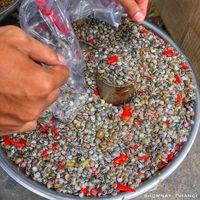Ốc ruốc Đà Nẵng