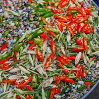 Ốc ruốc Đà Nẵng