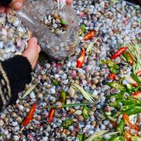 Ốc ruốc Đà Nẵng