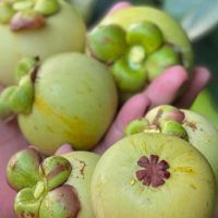 Gỏi gà măng cụt 