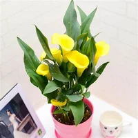 Loài hoa “đỏng đảnh” nhưng nhất định phải cắm vào mùa hè