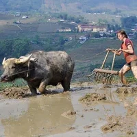Du lịch Sapa 