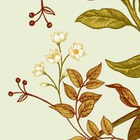 Bánh Ú - Món ăn tinh hoa trong mùa Tết Đoan Ngọ
