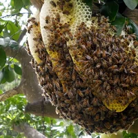 Đặc sản Cát Bà