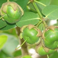 Đặc sản miền Tây