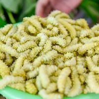 Nghề nuôi tằm