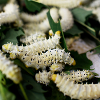 Nghề nuôi tằm