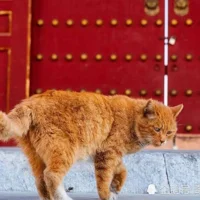 Trước khi mở cửa Tử Cấm Thành, người gác cổng luôn phải hét lớn 3 lần?