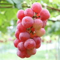 8 loại quả đắt nhất thế giới, có loại quả có mức giá bằng một nửa căn nhà