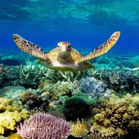 Trải nghiệm lặn biển ở Côn Đảo