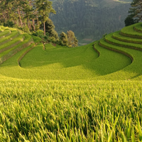 Du lịch Mù Cang Chải