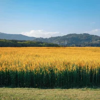 Du lịch Thái Lan