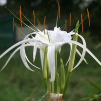 Cây đại tướng quân: Lá bùa phong thủy của người bản lĩnh