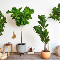 Mệnh Mộc đừng bỏ lỡ 10+ loài cây “hút lộc như nam châm” này