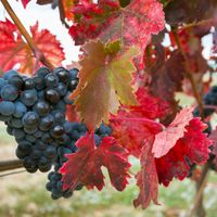 3 nhà máy rượu vang nổi tiếng ở Rioja, Tây Ban Nha