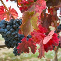 3 nhà máy rượu vang nổi tiếng ở Rioja, Tây Ban Nha