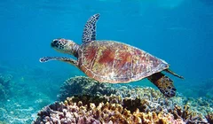 Chiêm ngưỡng Ningaloo - Rặng san hô đẹp nhất thế giới