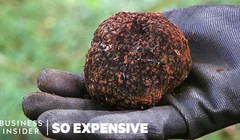 Vì sao Truffle là loại nấm đắt đỏ nhất thế giới?