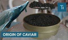 Tại sao trứng cá muối lại đắt như vậy ?