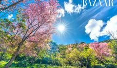 Kinh nghiệm du lịch Đà Lạt chi tiết A-Z cho người mới