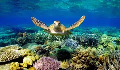 Trải nghiệm lặn biển ở Côn Đảo