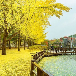 Khám phá đảo Nami đẹp đến nao lòng mùa thu vàng