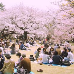 Trải nghiệm lễ hội hoa anh đào Hanami rưc rỡ nhất Nhật Bản