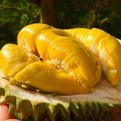 "Mục sở thị" sầu riêng Musang King ngon nhất thế giới, giá 1,5 triệu đồng / kg tại Việt Nam