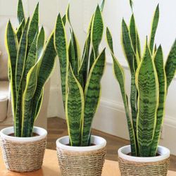 Những loại cây trồng trong nhà giúp thanh lọc không khí, đem lại phong thuỷ tốt