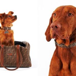 “Choáng” với BST dành cho thú cưng của Fendi